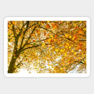 Autumn Leaves - Tree leaves changing colour Magnet